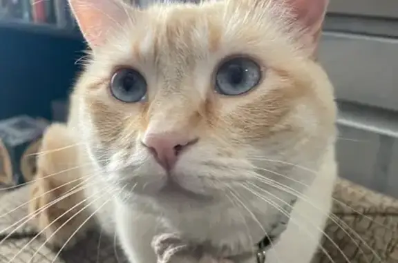Missing cat Eagle Mountain, photo: Lost Siamese Cat on East Pinecone Rd