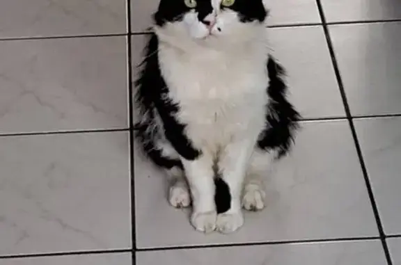 Chat noir et blanc perdu à Chécy - photo