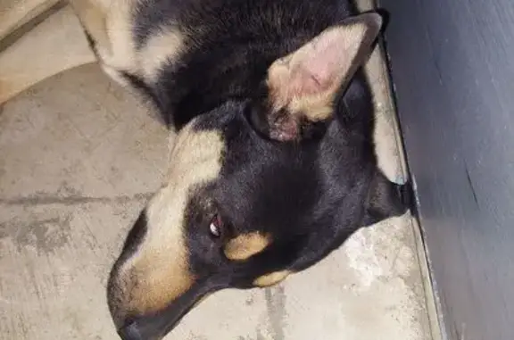 Lost Dog Dean: Unique Markings, Easthaven