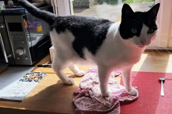 Animaux perdus , photo: Chatte perdue, noire/blanche, nez rose, D525