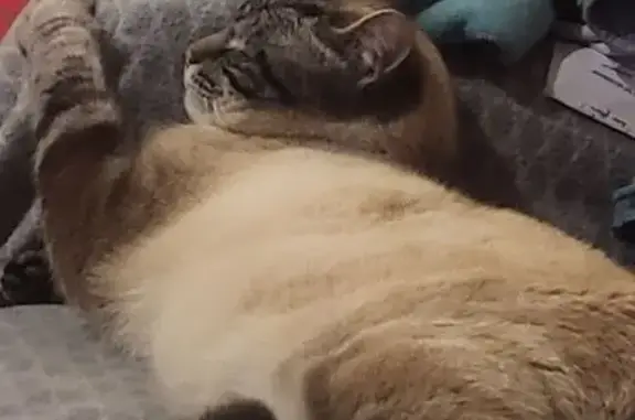 Urgent : Chat Siamois Simba Disparu - photo