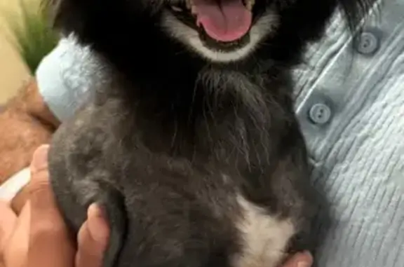 Found pets Dayton, photo: Found: Black & White Pomeranian in Dayton