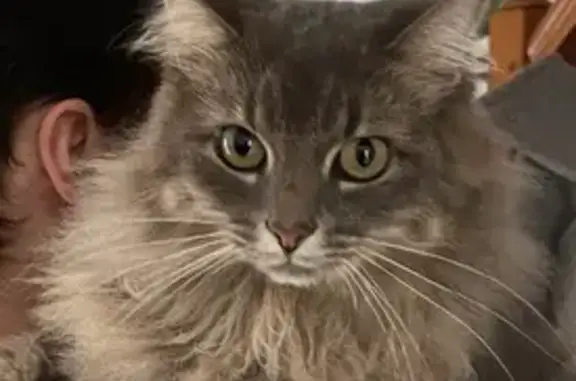 Chat gris perdu à Vitré, très peureux - photo