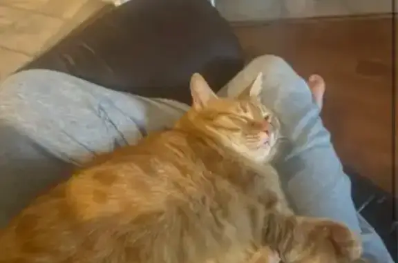 Missing cat Corinth, photo: Missing: Friendly Orange Tabby, Corinth