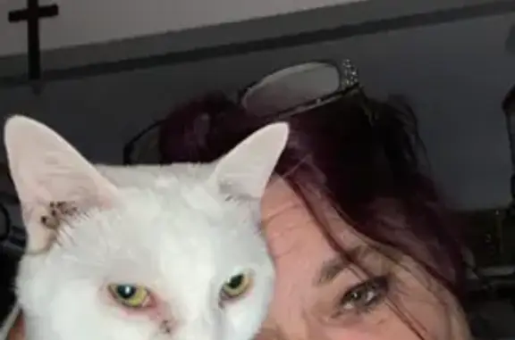 Lost White Cat with Eye Drainage in Portage