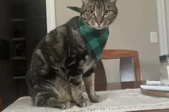 Missing cat Des Moines, photo: Lost Cat: Green Collar, Swirly Coat
