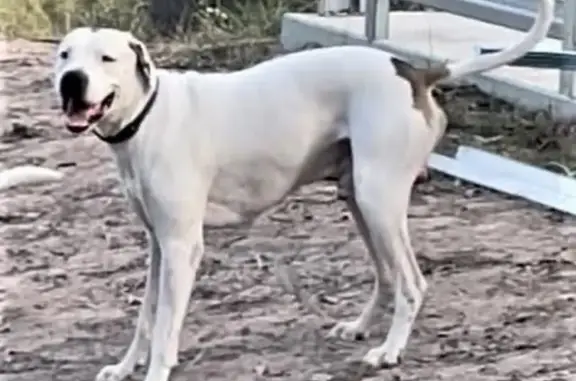 Lost Lovable Giant: Help Find Our Dog!
