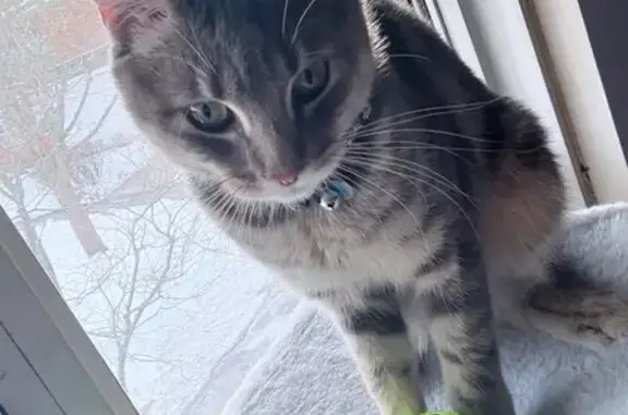 Missing cat Woburn, photo: Lost Friendly Gray Cat in Woburn Area