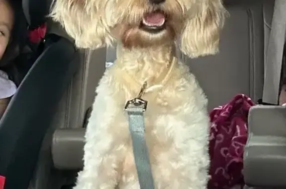 Lost Playful Dog in San Antonio, TX