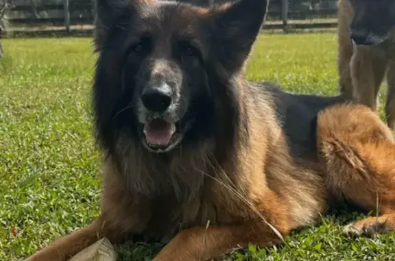 Lost Long-Haired German Shepherd - Fort McCoy