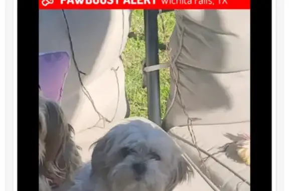 Lost and found pets Wichita Falls, photo: Lost Dog: White with Tan Spots in Wichita