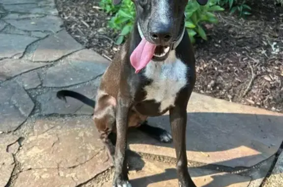 Found dog , photo: Found: Black Plot Hound Mix in Herndon