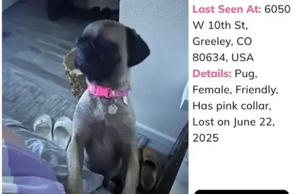 Missing dog Greeley, photo: Lost Gray Pug: 'Cuca' Pink Collar Alert