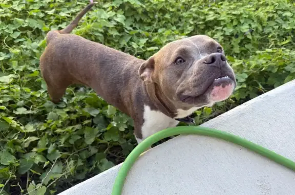 Lost and found pets San Antonio, photo: Found: Friendly Pitty Mix in San Antonio