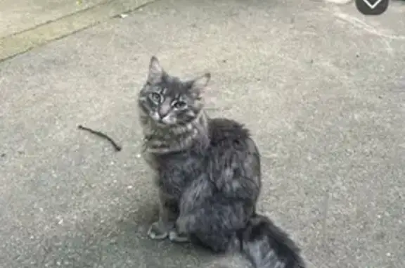 Lost Sweet Grey & White Cat - $100 Reward