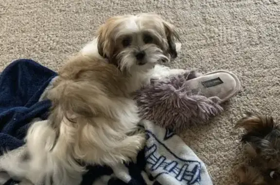 Lost and found pets Wichita Falls, photo: Lost Dog with Curly Tail on Long Leaf Dr