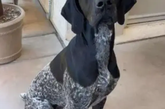 Missing dog Peoria, photo: Lost Black & White Pointer in Peoria