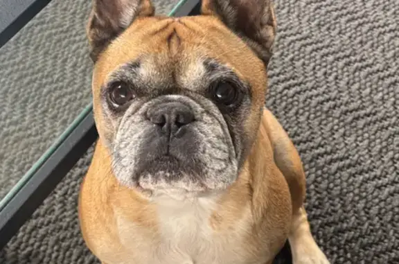Lost Nervous Dog: Bear in Sturgeon Bay