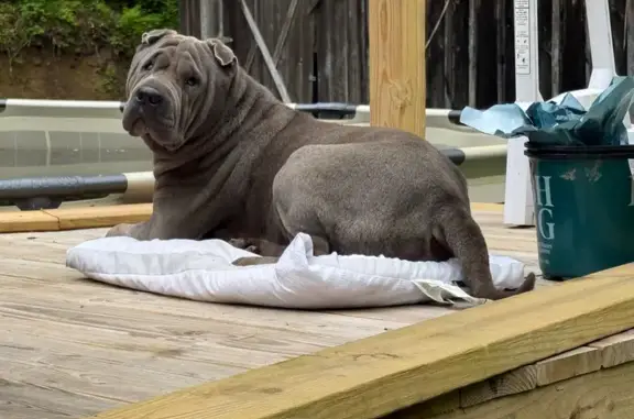 Lost Grey Shar Pei Dexter: Help Find Him!
