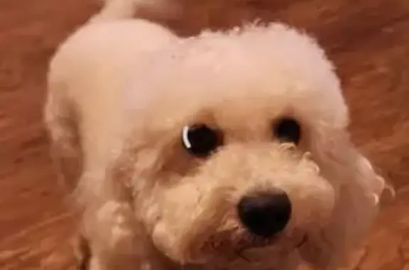 Lost Bichon: 