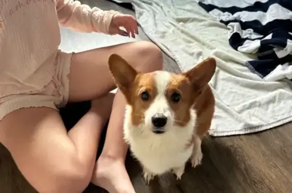 Found pets Xenia, photo: Found: Sweet Young Corgi on Straley Rd