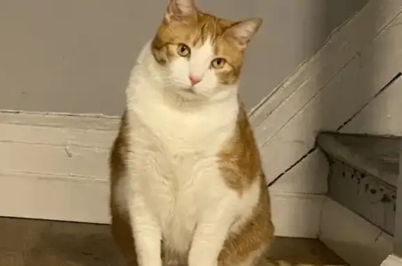 Missing cat Union, photo: Lost Orange Cat 'The Chunk' - Call Chris