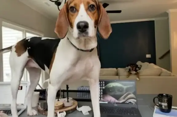 Lost Dog: Unique Markings in Fuquay-Varina