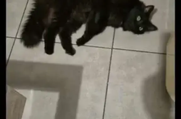 Chat trouvé Perpignan, photo: Chat noir peureux trouvé à Perpignan