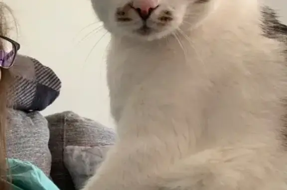 Lost Cat: Nub-Tailed 'Dupe' in Easley