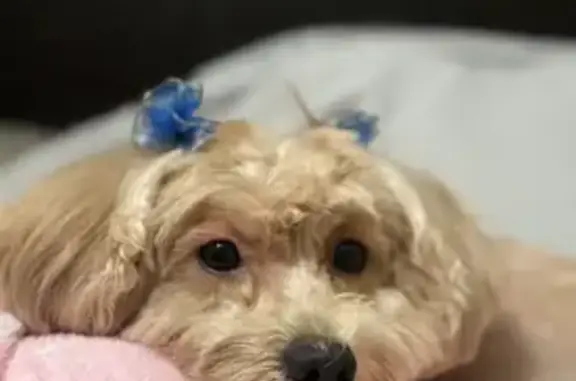 Lost Tan Poodle on Mulligan Ave, Burbank