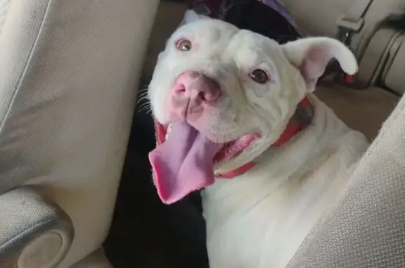 Found dog Little Rock, photo: Found: Sweet White Pit Mix on Col. Glenn Rd