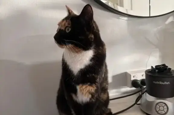 Help Find Our Missing Tortie Cat!