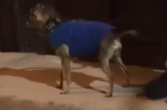 Perro Chihuahua Café Perdido en Neza