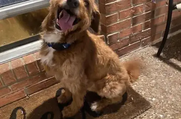 Found dog Hendersonville, photo: Lost Dog 
