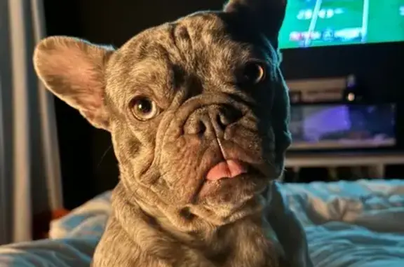 Lost Merle Frenchie - Unique Eye & Tattoo