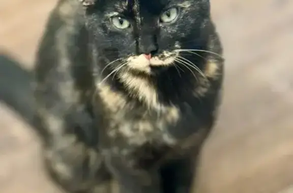 Help Find Sushi: Lost Cat in Shaw Creek!