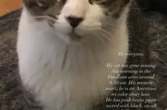 Missing cat , photo: Lost Shy Cat: Black, White & Gray