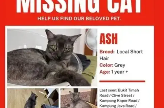 Lost Grey Cat Ash: $2000 Reward!