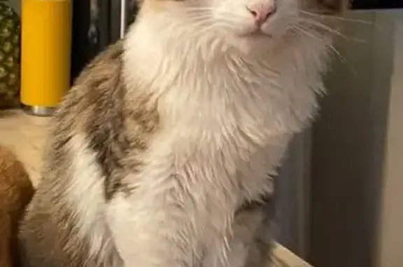 Missing cat San Francisco, photo: Help Find Tim: Lost Fluffy Cat in SF!