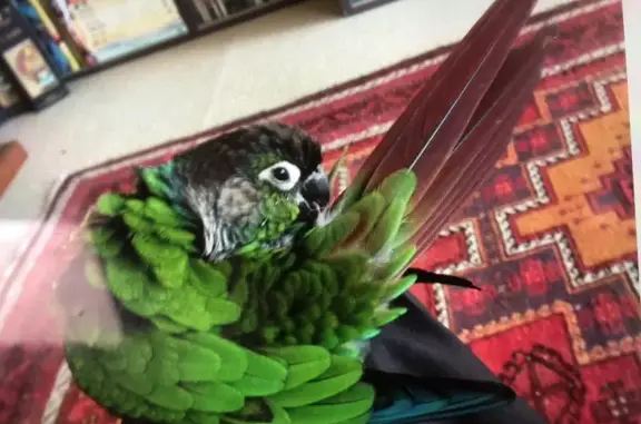 Lost Green Cheeked Conure in Warrimoo