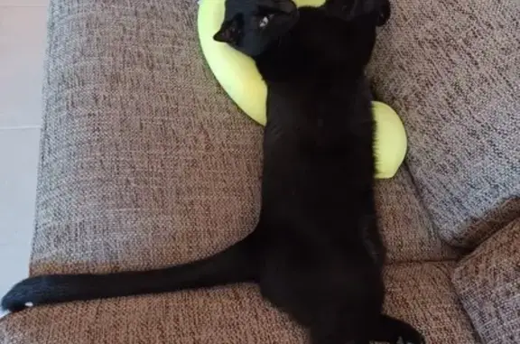 Gato Negro Perdido en Blanes, Ojos Claros