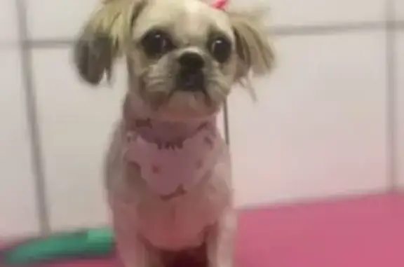 cachorro desaparecida