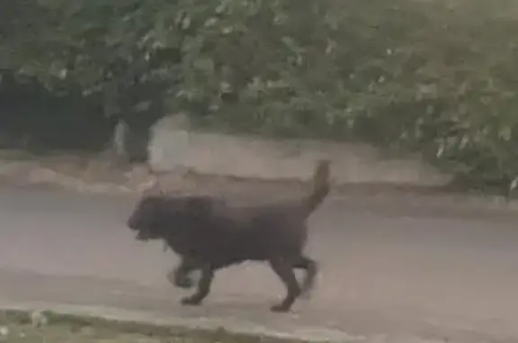 Chien trouvé Boé, photo: Chien trouvé Allée de Tournadel, Boé