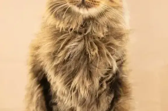 Chat perdu à Herbignac : Tatchi, 2 ans - photo