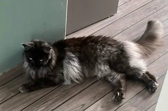 Chat perdu, Brive-la-Gaillarde, photo: Maine Coon perdu à Brive, aide urgente