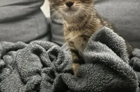 Chaton tigré trouvé, Rue des A. Combattants - photo