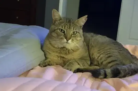 Lost Large Male Cat: Timid & Vocal