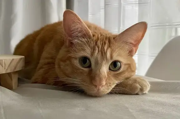 Animaux perdus Pessac, photo: Chat roux perdu, yeux jaunes, Pessac