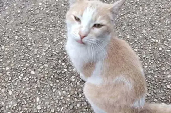Chat perdu à Lens, Place Jean Jaurès - photo