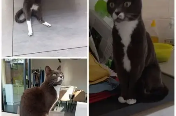 Chat Grisou perdu, gris, pattes blanches - photo